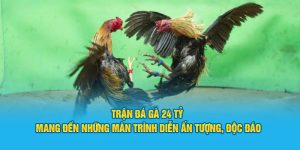 trận đá gà 24 tỷ