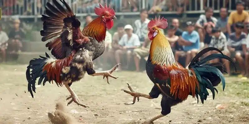 Cách đăng ký trang đá gà uy tín king88 chi tiết